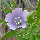 Monsonia angustifolia